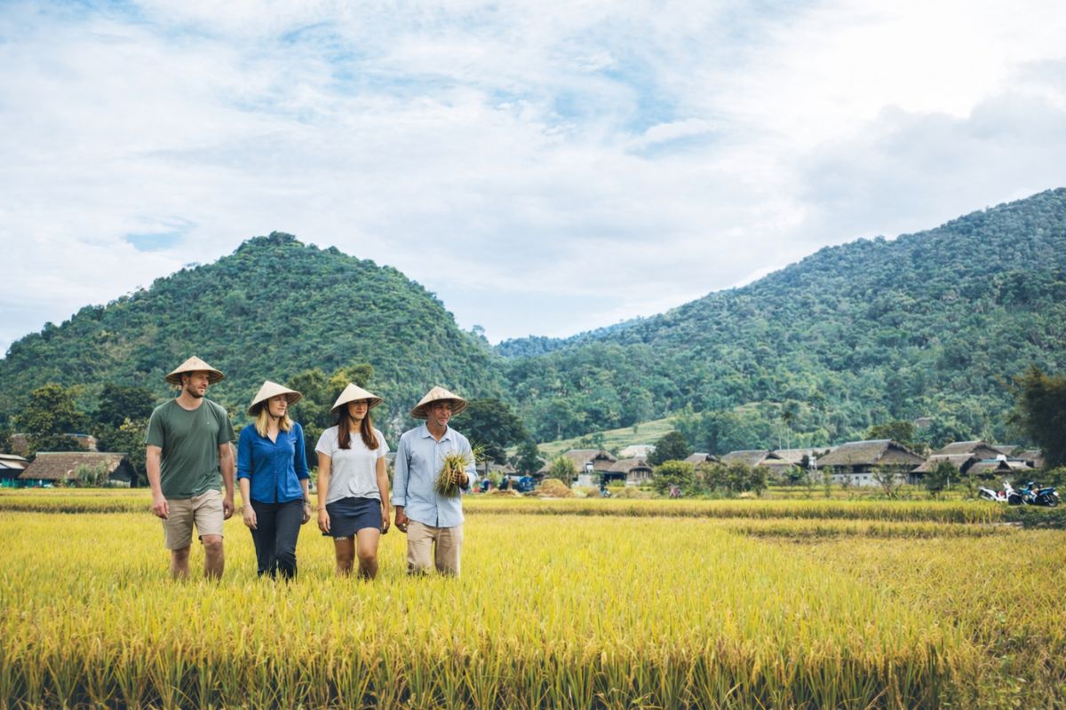Rice Fields in Thon Tha